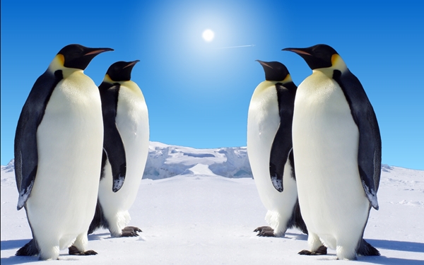 screen penguins.jpg