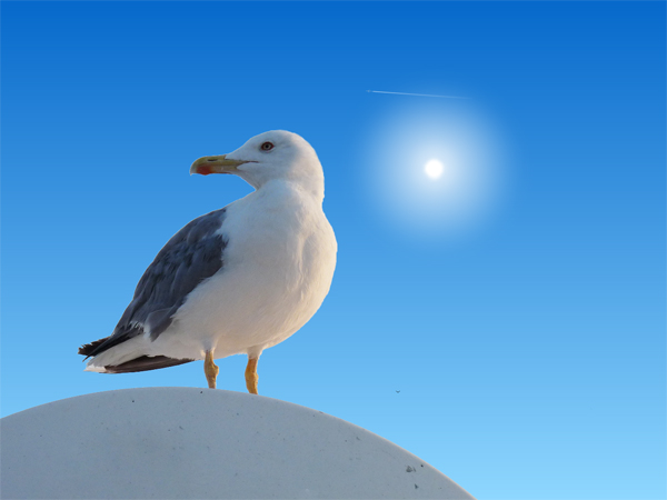 Seagull_Elba